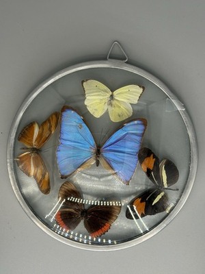 Vintage Real Butterfly Taxidermy inc Morpho Didius Convex Bubble Glass Frame 7 