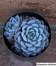 Echeveria Minima Seeds - 20 Pack: Create Miniature Beauty in Your Succulent Gard
