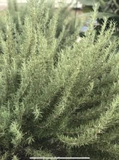 10 Fresh Organic Rosemary Stem Sprig Cut to Order 5-7" Rosmarinus Officinalis