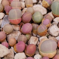 Gibbaeum heathii, Seltene Lithops, Lithops Pflanzen, lebende Steine, Sukkulenten