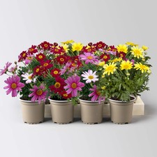 Margerite, Farben zufällig, Topf-Ø 11 cm, 8 Pflanzen