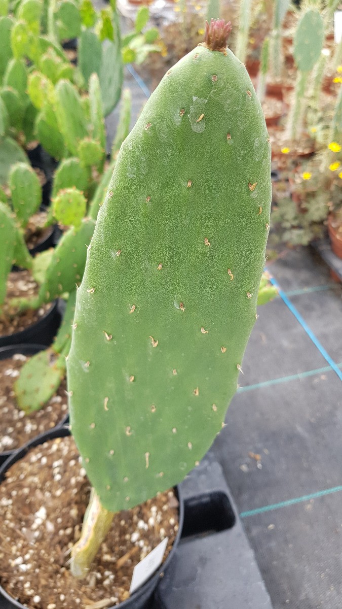 Figuier de Barbarie Opuntia ficus-indica en conteneur de 2,5L pour jardinier