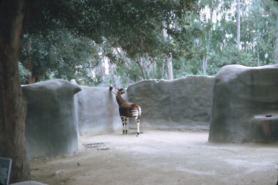 1969 San Diego Zoo CA Okapi Exhibit Vintage 35mm Slide