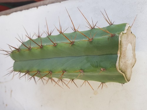 Trichocereus CSD "chemical shamans d*ick" 24 cm degrafted cutting - Picture 5 of 5
