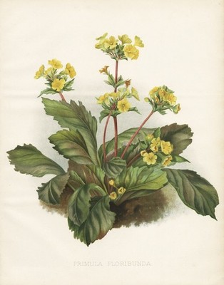 Primula floribunda Himalaya Primula Primel primrose botany Robinson Litho