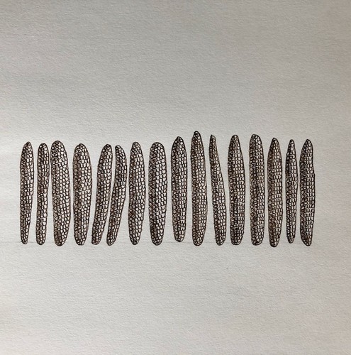 Nathalie Stern (1929-2007) — Cinquante-sept — encre signée au dos — datée 1976. - Foto 1 di 5