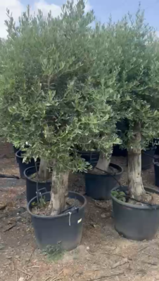 rhododendron dünger kaufen aldi Purgrün Rhododendrondünger 1 Liter