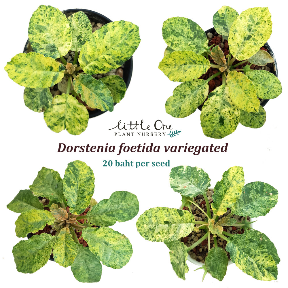 アイキャン 様専用Dorstenia foetida variegated 【公式通販】