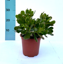 Crassula Ovata - Albero di Giada - Pianta grassa portafortuna in vaso 17