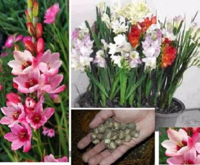 Afrikanische Zwerg-Gladiolen Zimmerpflanzen Blumen fr drinnen das Haus  Zwiebeln | eBay.de