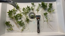Bacopa caroliniana LIVE AQUARIUM AQUATIC PLANTS. Large Portion  
