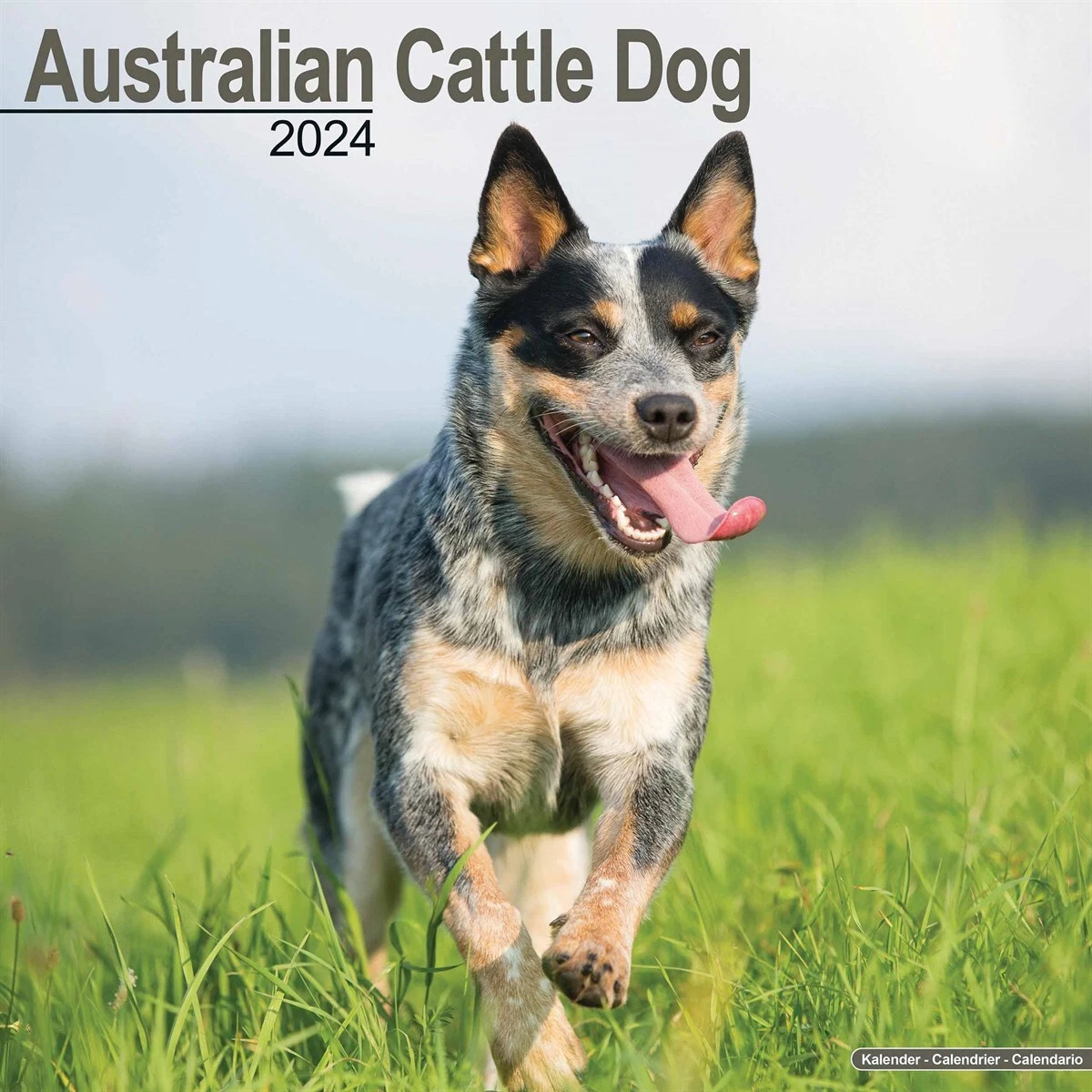 Australian Cattle Dog Calendar 2024 Dogs Month To View eBay