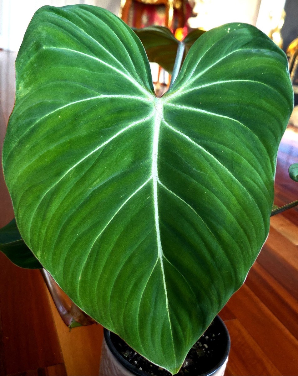 bird of paradise plant Bird of Paradise - White main image 0