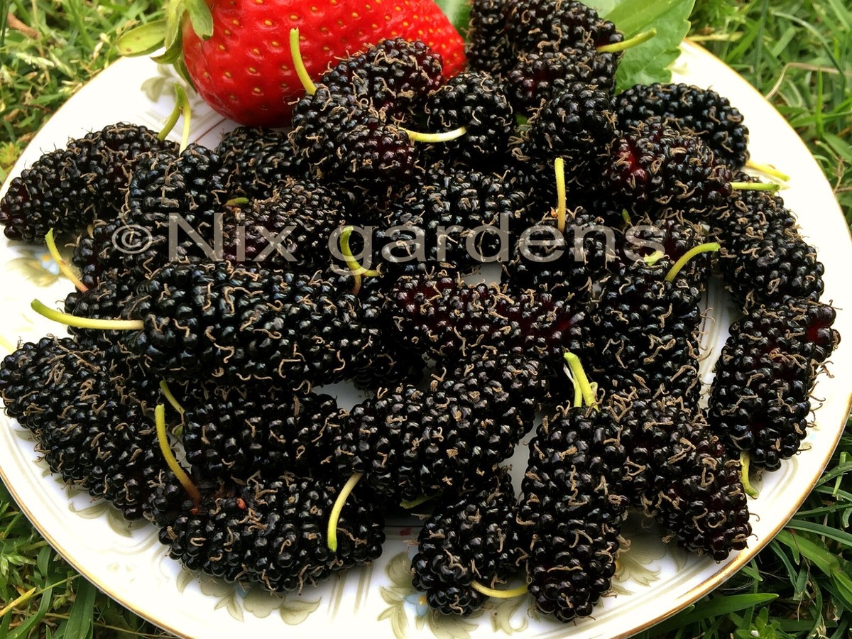 BLACK MULBERRY or MORUS NIGRA 3X Cuttings | eBay