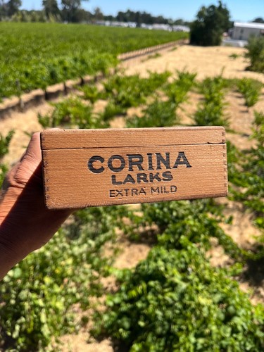 Corona Larks Wood Cigar Box Vintage - Picture 5 of 6