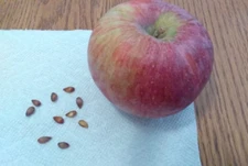 10 CORTLAND APPLE TREE SEEDS. Stratified. Germinate to plant your own trees.