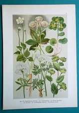 FIELD FLOWERS Saxifrage Parsley Bog Star Masterwort - 1890s COLOR Litho Print