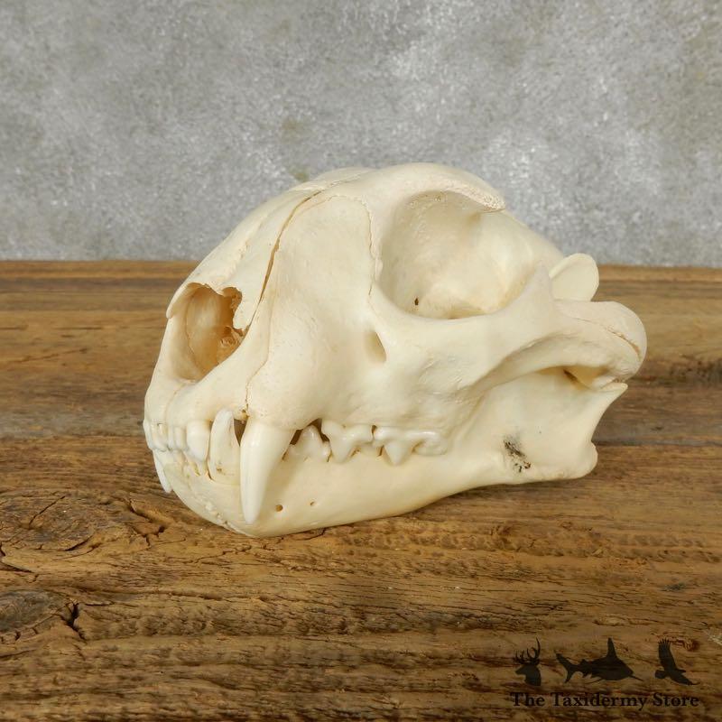 17492 EL | African Caracal Full Skull For Sale | eBay