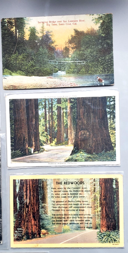 Vintage U.S. Post Cards, Early 1900's. Redwood Forest, CA. lot of 8, All posted - Picture 3 of 9