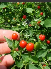 Plantas De Chile Pequin  HOT PEPPER (Capsicum annuum) TEPIN PETIN