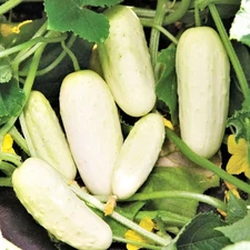 White Wonder Cucumber Seeds - 50+ Count - For 2025 Planting Ivory King Long