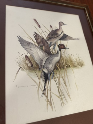 #ad #ad Vintage Charles E Murphy Northern Pintail Ducks Lithograph Framed amp; Matted $80.00