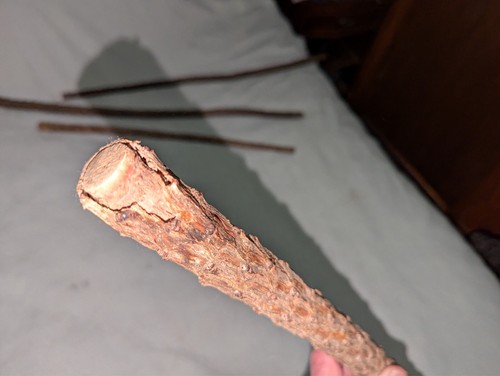 ANTIQUE VINTAGE RUSTIC KNOBBY THORNY SHILLE CANE WALKING STICK #4 - Picture 7 of 11