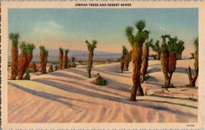 Antique Vintage Postcard Joshua Trees and Desert Sands Palm Trees Posted 1946