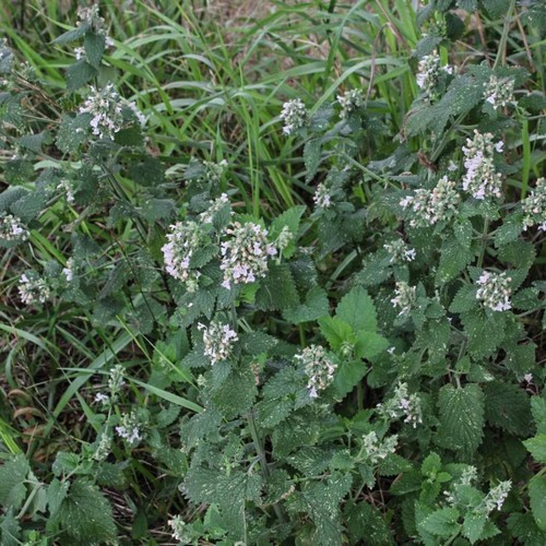 CATNIP Leaf Aromatic Herb Nepeta cataria , Wellness Blend & Bulk - Picture 7 of 9
