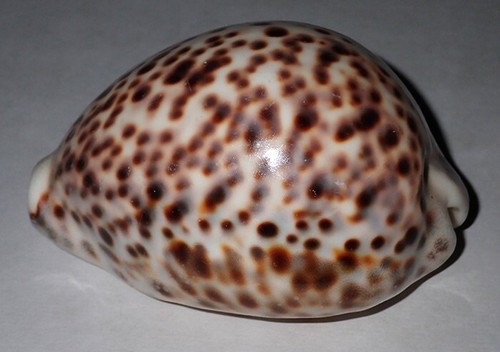 101 mm HUGE SIZE BALL SHAPE Cypraea Tigris Pardais Cowrie Seashell #AB1 Racha Is - Picture 4 of 5