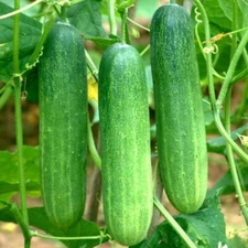 30+  Cucumber Seeds  / Dưa Leo   for 2025 season .USA Seller