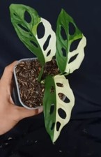 Monstera Adansonii Japonia Różnorodna 3 liściowa fitosanitarna