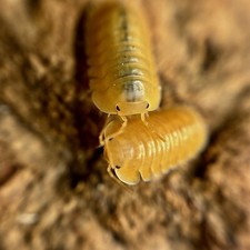 10 2 Cubaris sp. Orange Freezy Isopod        