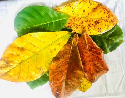 Catappa Almond Dried Tree Leaves Natural Betta Fish Aquarium - 50 Pcs