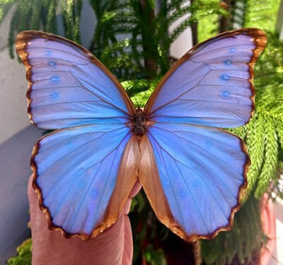 MORPHO GODARTI RARE SPECIAL FORM MOUNTED RIKER FRAMED | eBay