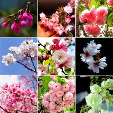 10Pcs Japanese Cherry Blossom Seeds Potted Balcony Flowers Ornamental Plants