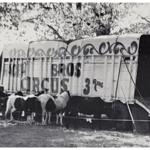 Hagen Brothers 3 Ring Circus 1959 B & W Snapshot Glossy Photo Horses Trailor - Picture 3 of 5
