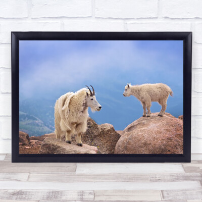 Wandkunstdruck A Mother's Smile Bergziege Evans Ziegen Tierwelt Mutterjunges