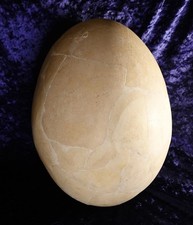 Gigantisches Elefantenvogel-Ei (Aepyornis maximus) Elephant Bird Egg Fosil