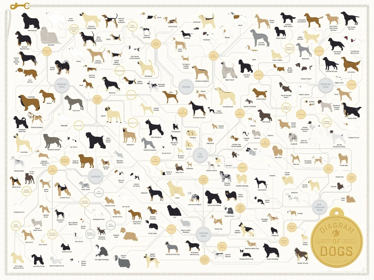 Dog breed chart pictures cheap