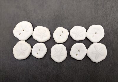 Sea Cookie Sand Dollars White Olypeaster (10 sea cookies approx. 1+ inches)