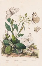 Pierides Butterflies Caterpillars Dolls Insects Steel Engraving Guerin-Meneville 1838