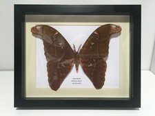Atlas Moth (Attacus atlas) Moth In Box Frame Insect Taxidermy Art