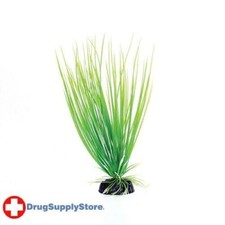 RA Green Hairgrass - 8"