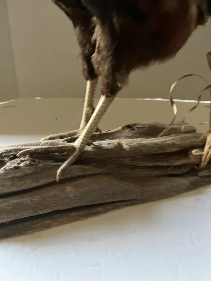Taxidermia faisán cuello anular sobre soporte de madera con hierba seca sobre base de madera a la deriva Foto 4 de 4