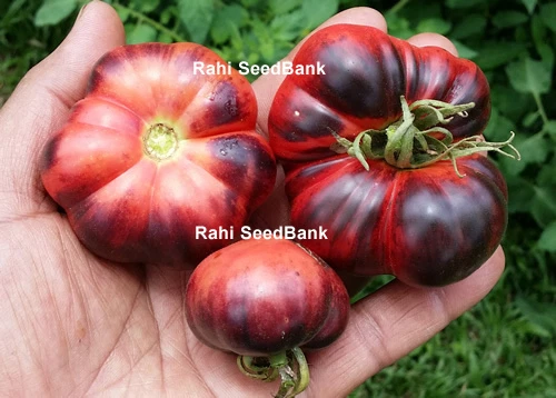 Indigo Blue Beauty Tomato - An Unique Blue Coloured Beefsteak Like Tomato!!!  | eBay