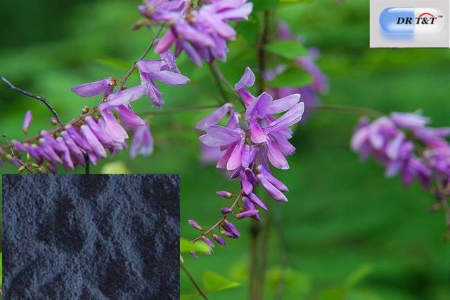 Qing Dai / Indigo Naturalis
