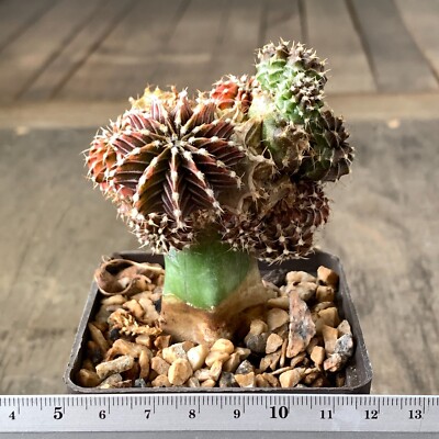 1073. Gymnocalycium friedrichii, LB 2178 AGUA DULCE  (grafted)