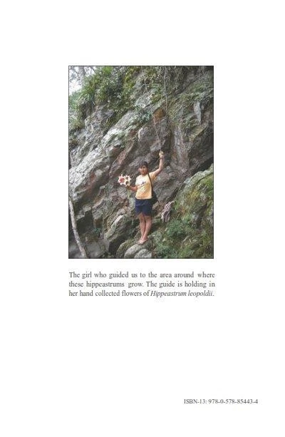 The Genus Hippeastrum in Bolivia - Image 2 of 2