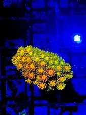 CE- WYSIWYG Jungle Juice Rainbow Goni Frag - Live Coral Frag LPS SPS #RZC9